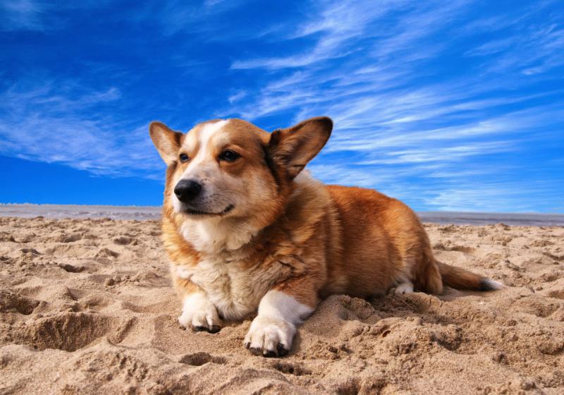 Cómo cuidar a tu perro durante la temporada de lluvias en Nicaragua