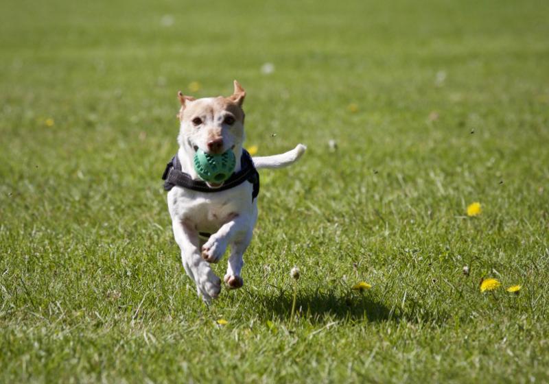 Primeros auxilios: qué hacer si tu mascota come algo tóxico