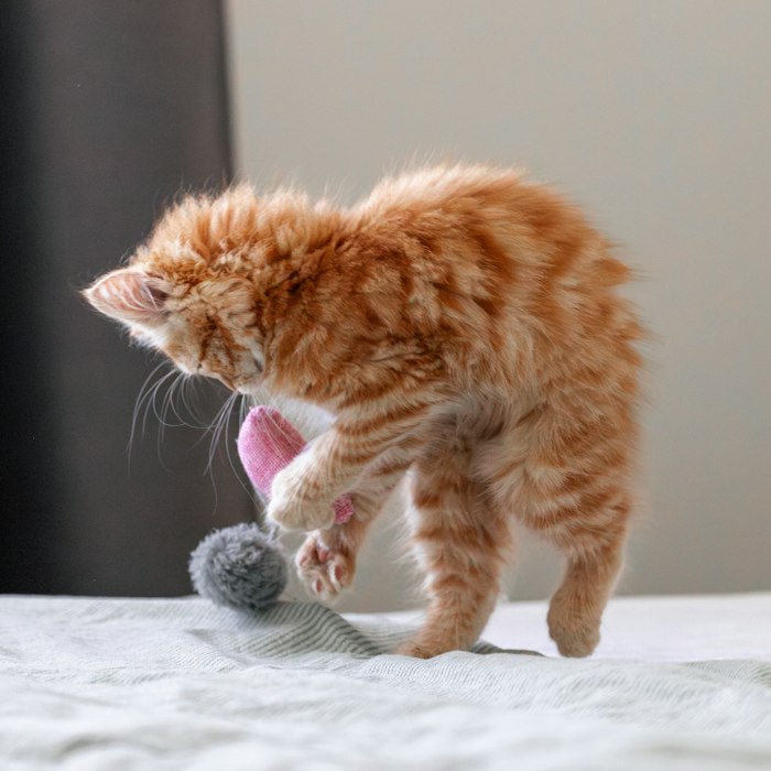 Ratón de juguete con catnip