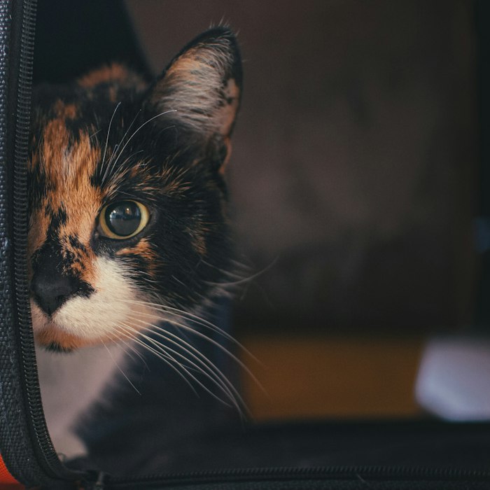 Transportadora aprobada para viaje